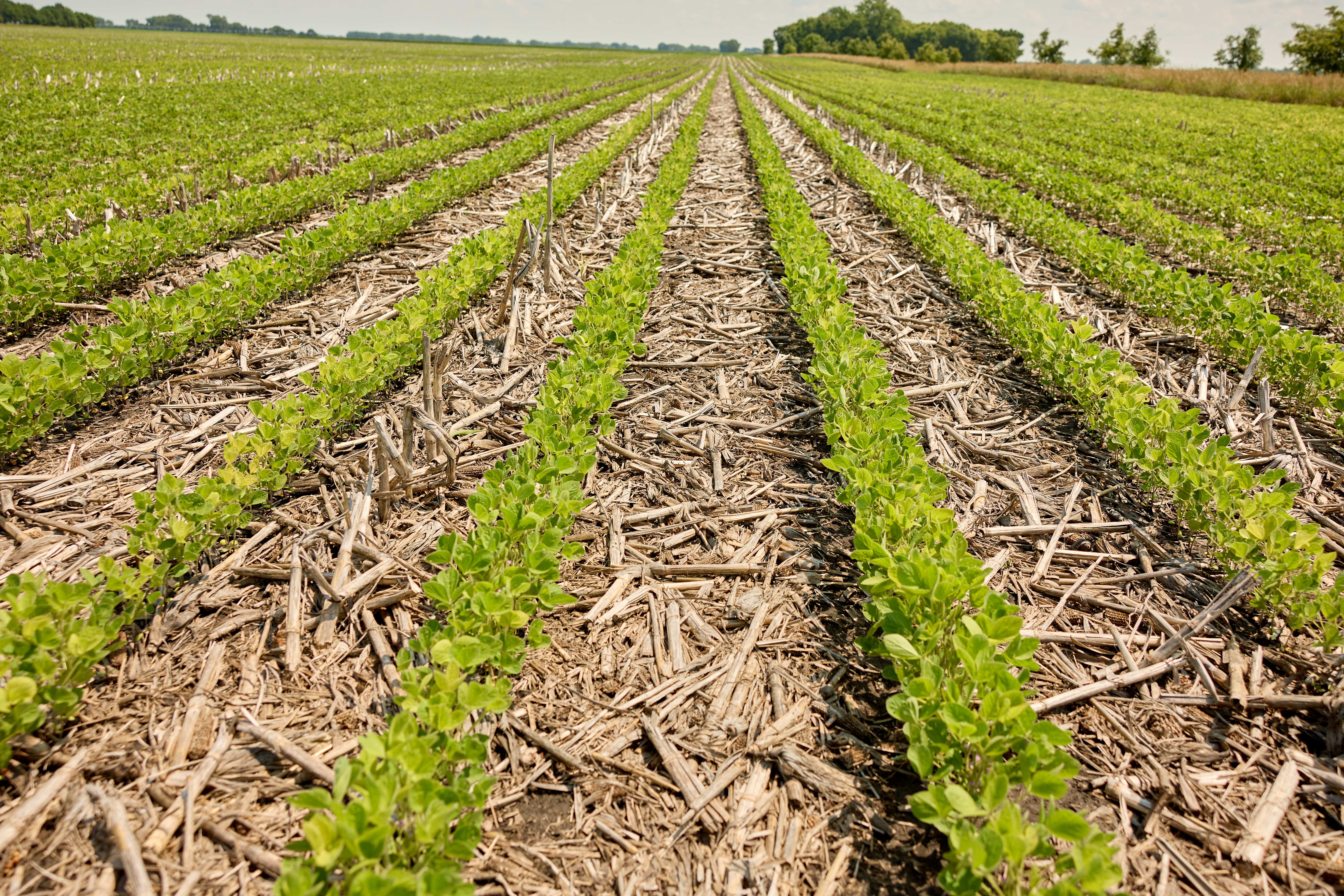 Close-up of rows in a field